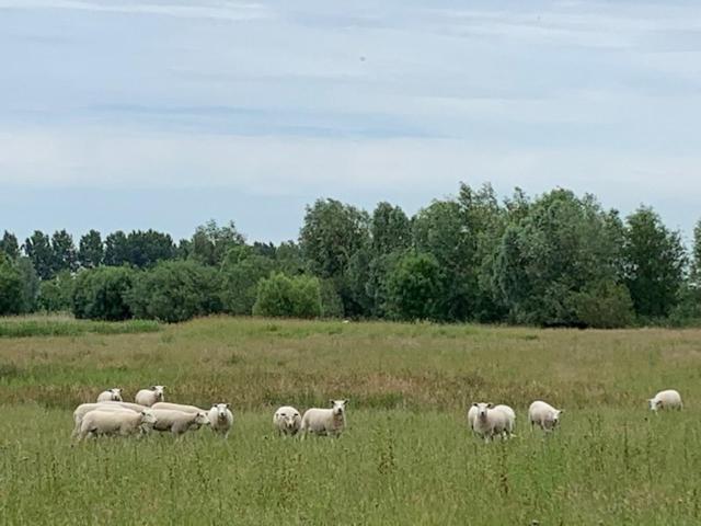 B&B Petit Chateau - Stijlvol Verblijf Centraal Gelegen In Zeeuws Vlaanderen Biervliet Exteriör bild
